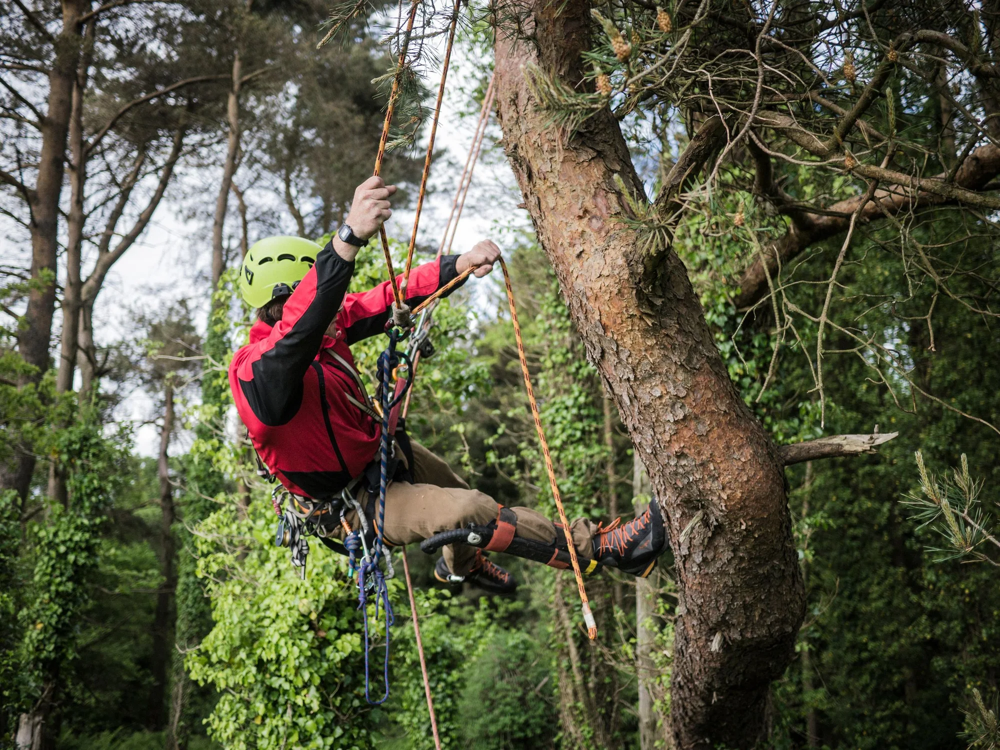 Arborist i klatreudstyr på vej op i et højt træ, træfældning i Næstved