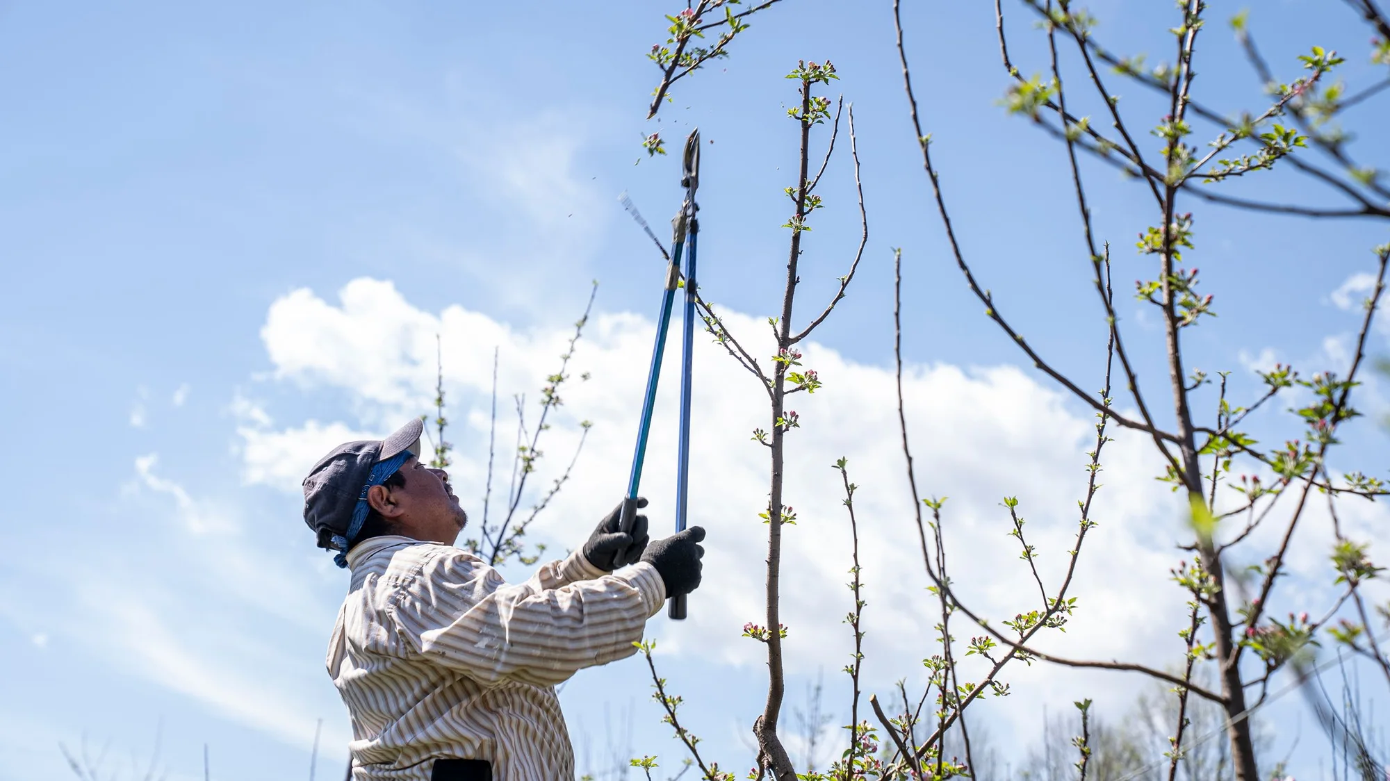 Arborist beskærer grene i en trækrone i Næstved